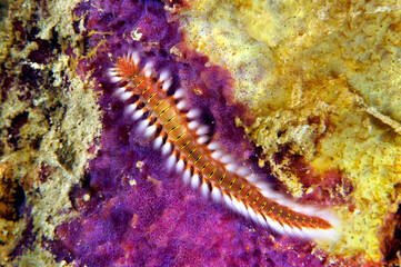 Obraz na płótnie Canvas Caribbean fire bristle worm