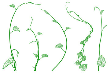Plant vector nature illustration. Ivy vine plant branches with leaves. © Ammak