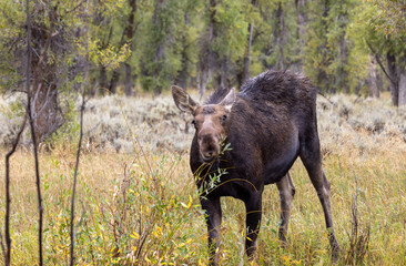 Cow Moose in Wyoming in Autumn