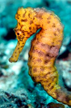 Caribbean Yellow Seahorse