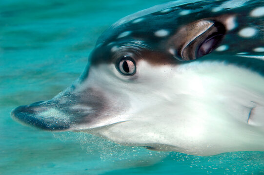 Caribbean Spotted Eagle Ray