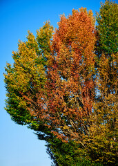Foto scattata nelle vigne attorno a Tassarolo (AL) durante l'autunno.