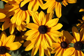 Fototapeta premium yellow flowers in the garden