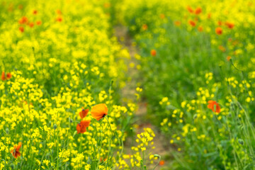 field of poppies