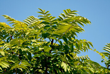 Branches with green leaves of Ailanthus altissima or even tree of paradise.  - 536793065