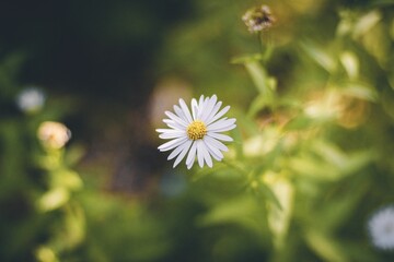Naklejka premium Selective focus shot of a white daisy