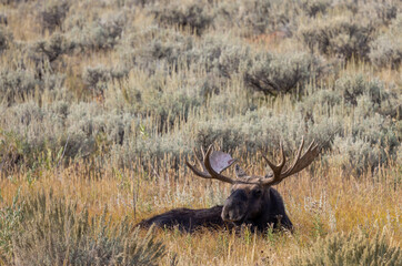 Bull Moose in Wyoming in Autumn