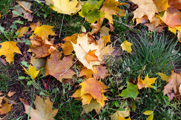 natural background with fallen autumn maple leaves, selective focus