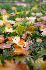 Fallen autumn foliage in the grass, autumn natural background, selective focus