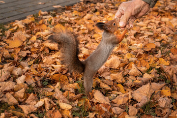 A squirrel eats a nut. Autumn forest and wild squirrel. Fallen leaves