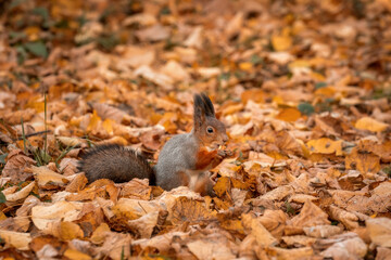 Naklejka na ściany i meble A squirrel eats a nut. Autumn forest and wild squirrel. Fallen leaves