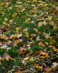 Fallen autumn foliage in the grass, autumn natural background, selective focus