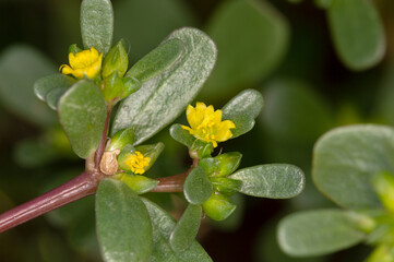Macrophotographie de fleur sauvage - Pourpier commun - Portulaca oleracea