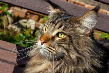 Portrait of a gray Maine Coon cat named Fedor, Kharkiv, Ukraine