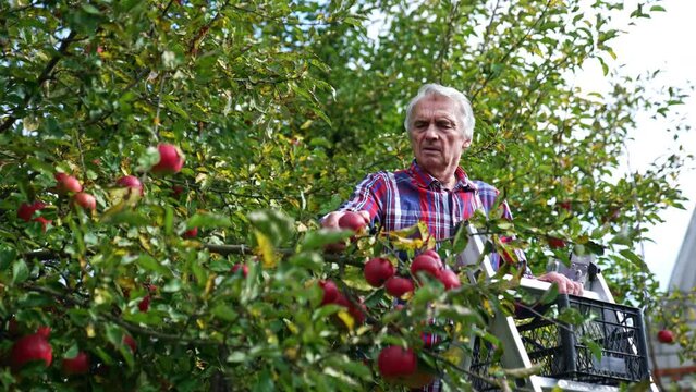 Old man gathering apple harvest in autumn. Farmer stands on the ladder among the tree branches and picks up ripe fruit.