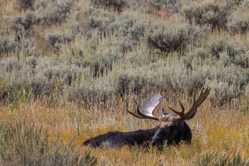 Bull Moose in Wyoming in Autumn