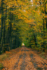 Droga leśna jesienną porą