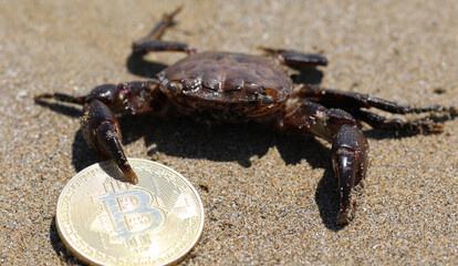 crab grabbing the golden Bitcoin coin with the claw