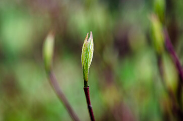 close up of green grass