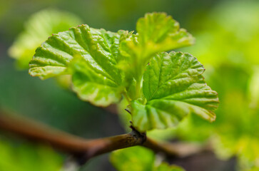 leaf with drops