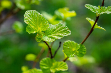 green leaves in spring