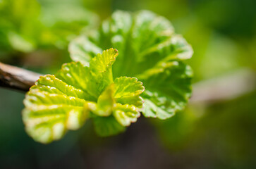 close up of a fern