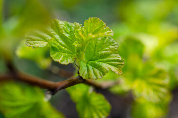 close up of green leaves