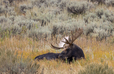 Bull Moose in Wyoming in Autumn