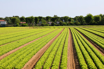 green head of fresh lettuce grown in the cultivated field