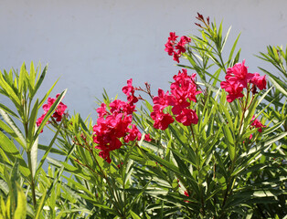 oleander flowers the typical flowering plant of the Mediterranean area that blooms