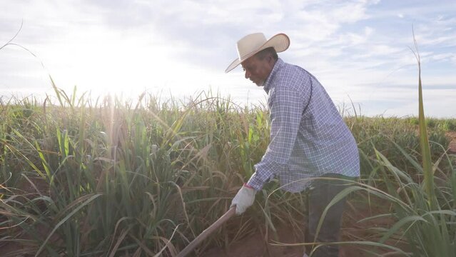 Black man farmer working with hoe in the land. sugar cane farm