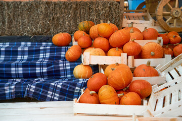 autumn harvest concept. Bunch of orange pumpkins inside wooden boxes, stack of hay, checkered blue plaid festival, thanksgiving day, helloween. counter for sale,rural still life,agriculture, farming