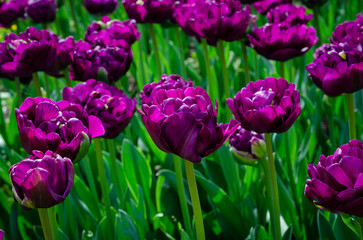 tulips in the garden