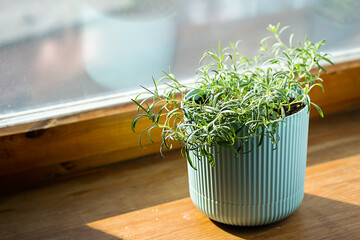 Homegrown rosemary potted herbs grows on window sill.