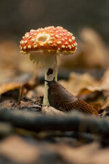 Amanita muscaria, grzyb zjadany przez ślimaka - obrazy, fototapety, plakaty