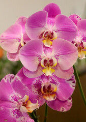 Fototapeta na wymiar beautiful large orchid flowers with fuchsia petals