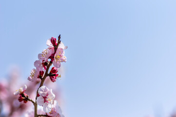 春を告げる梅の花