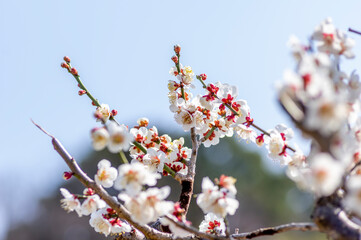 春を告げる梅の花