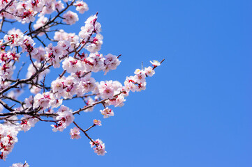 春を告げる梅の花