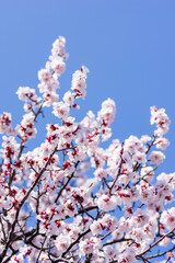 春を告げる梅の花