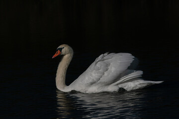 Beautiful Mute Swan (Cygnus olor) floating on water with reflection on a dark background. Gelderland in the Netherlands.                                              