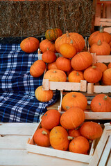 autumn harvest concept. Bunch of orange pumpkins inside boxes, steps. stack of hay,checkered blue plaid, festival, thanksgiving day, helloween. counter for sale,rural still life,farming