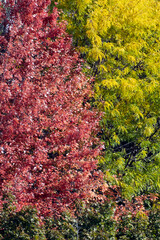 Fall colors: red, green and yellow leaves
