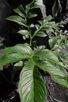 suweg plant or amorphophallus bulbifer is a type of tuber plant, which thrives in indonesia