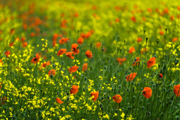 field of poppies