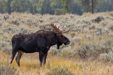 Bull Moose in Wyoming in Autumn