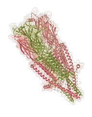 3D structure of alpha-7 nicotinic acetylcholine receptor bound to epibatidine in a desensitized state. The α7 nicotinic acetylcholine receptor plays critical roles in the central nervous system.