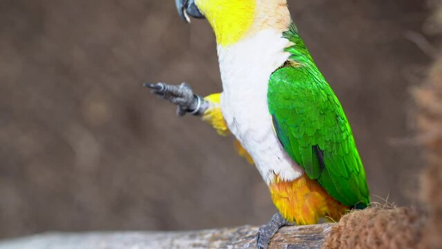 Black headed parrot (Pionites melanocephalus) close up eating seeds. Also called black-headed caique, black-capped parrot or pallid parrot.