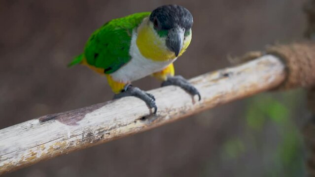 Black headed parrot (Pionites melanocephalus) close up eating seeds. Also called black-headed caique, black-capped parrot or pallid parrot.