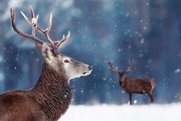 Noble deer male in winter snow forest. Winter christmas image. Free space for text. - 536797276